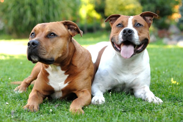 American Staffordshire Terrier - cachorros mais fortes - PetLoversFOFOS