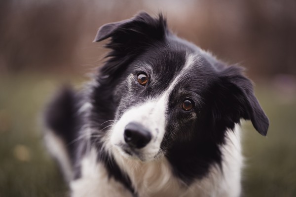 Border Colie - Raças de cães mais inteligentes do mundo