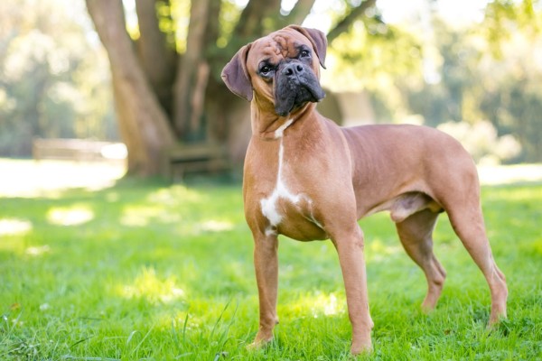 Boxer - cachorros mais fortes - PetLoversFOFOS