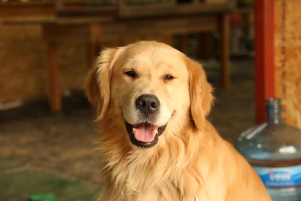 Golden Retriever - Raças de cães mais inteligentes do mundo