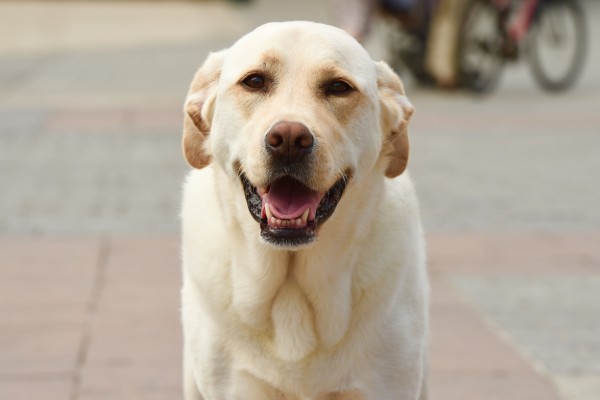 Labrador Retriever - 