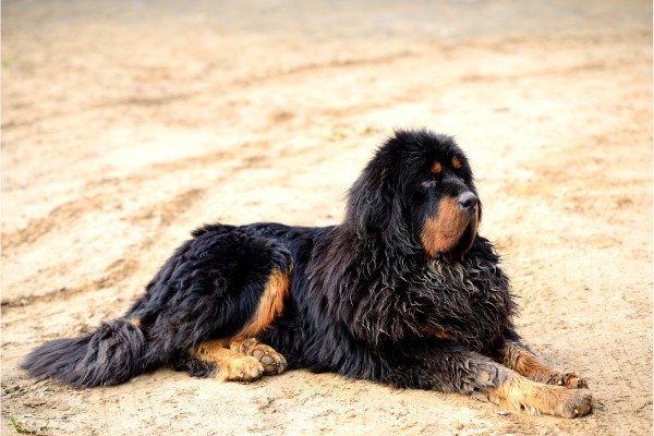 Mastiff Tibetano - cachorros mais fortes - PetLoversFOFOS