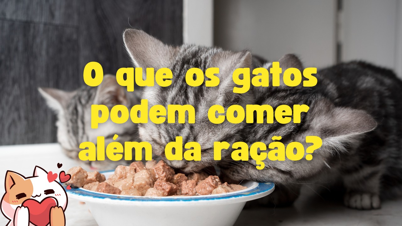 O que os Gatos podem comer além de ração-capa