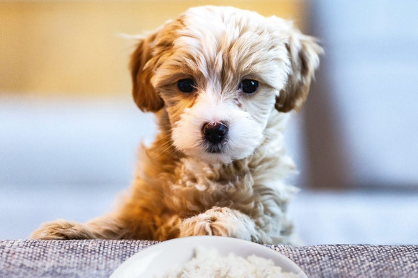 O que os cachorros podem comer - arroz