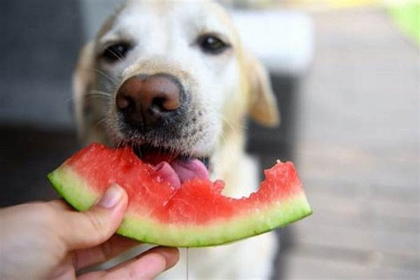 O que os cachorros podem comer - frutas