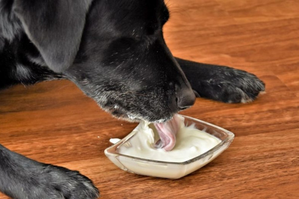 cães podem comer - iogurte