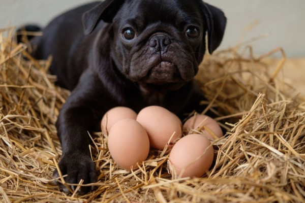 O que os cães podem comer - ovos