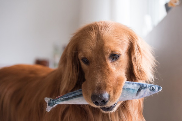 Cães podem comer peixes