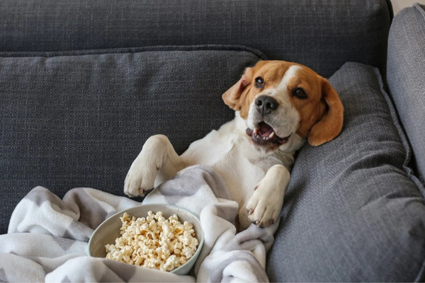 cachorros podem comer - pipoca