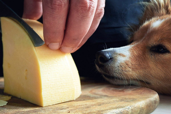 O que os cachorros podem comer - queijo