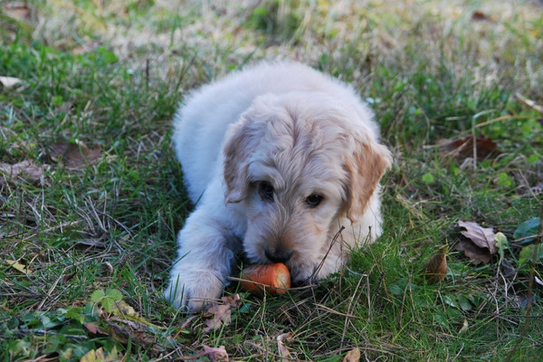 O que os cachorros podem comer - vegetais