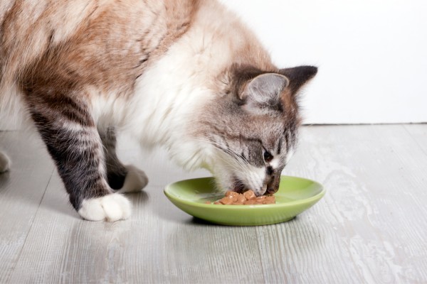 O que os gatos podem comer - PetloversFofos