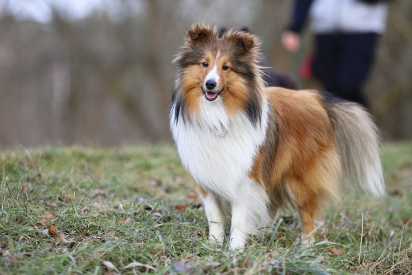 Cachorros: estas são as raças caninas mais inteligentes que existem -  Revista Galileu