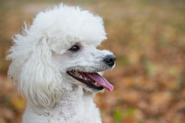 Poodle - Raças de cães mais inteligentes do mundo