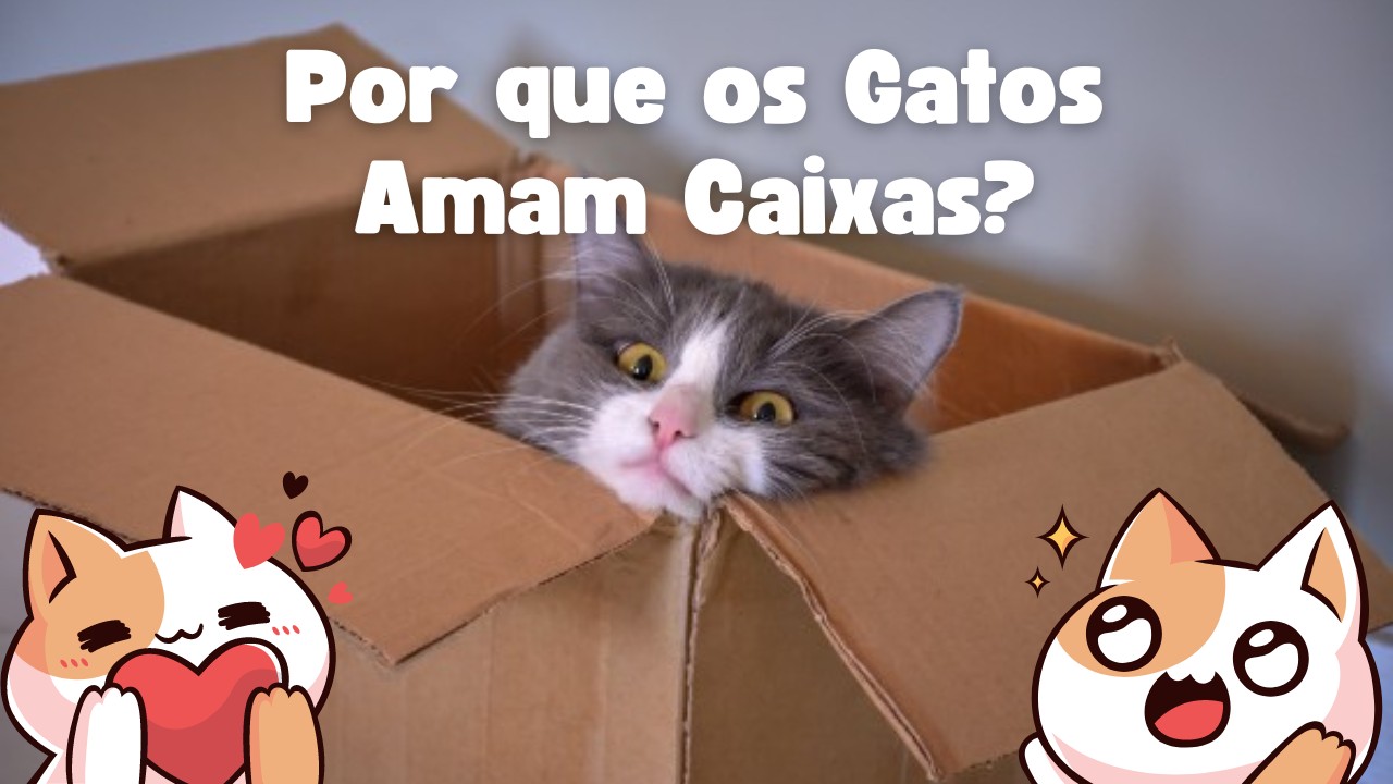 Por que os Gatos Amam Caixas - capa post