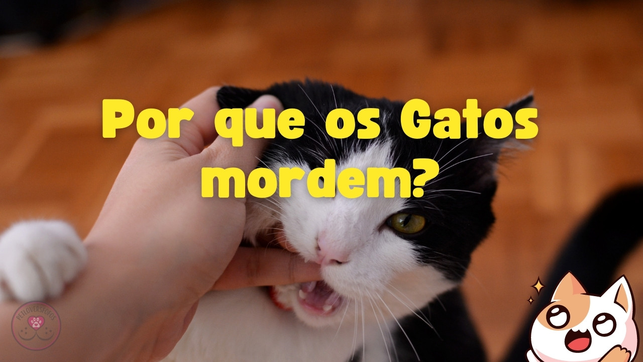 Por que os Gatos mordem - PetLoversFofos-capa