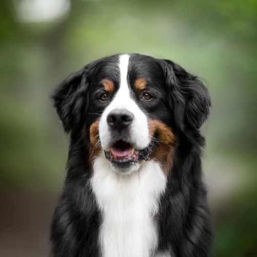 Bernese Mountain Dog