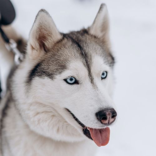 cão - Husky