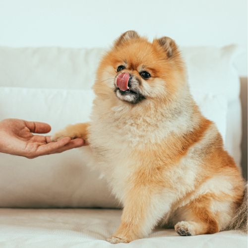 cachorros - Pomerania