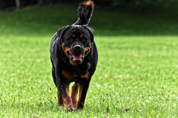 Rottweiler - cachorros mais fortes - PetLoversFOFOS