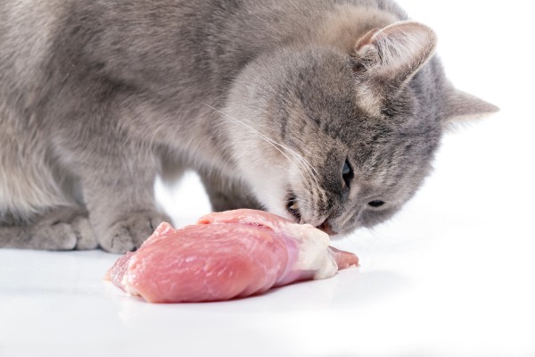 gatos podem comer carne - PetloversFofos