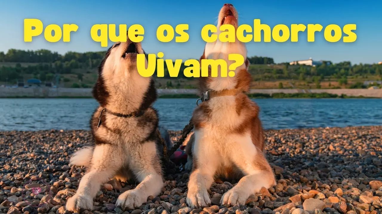 por-que-os-cachorros-uivam-entenda-o-significado