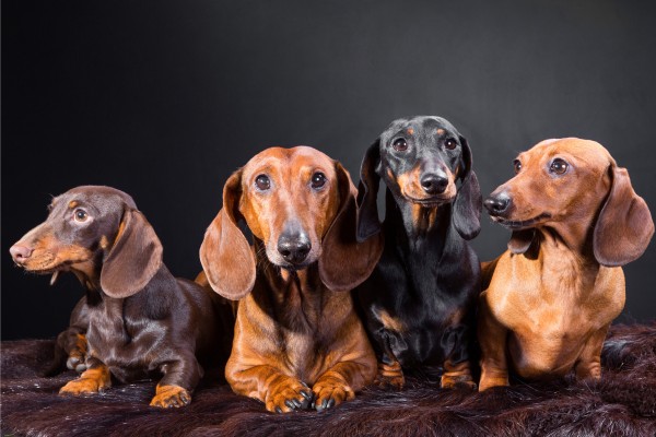 Cachorros não podem comer chocolate