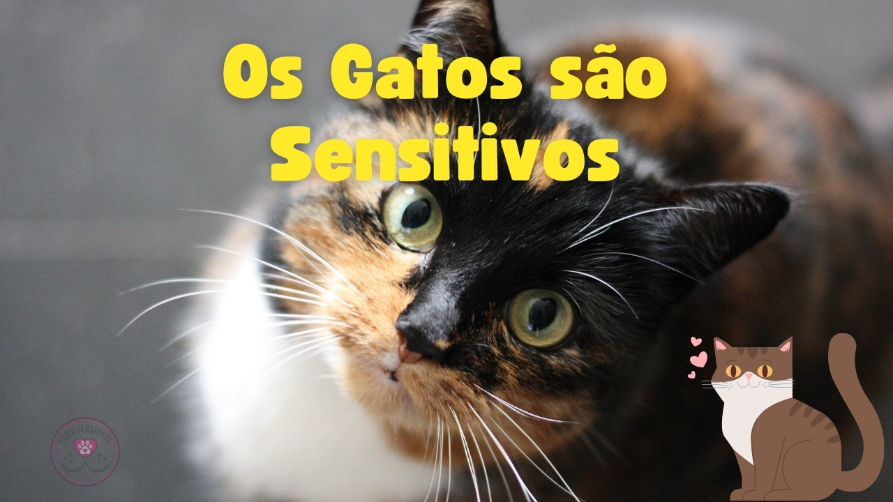 Os Gatos são Sensitivos - PetLoversFofos