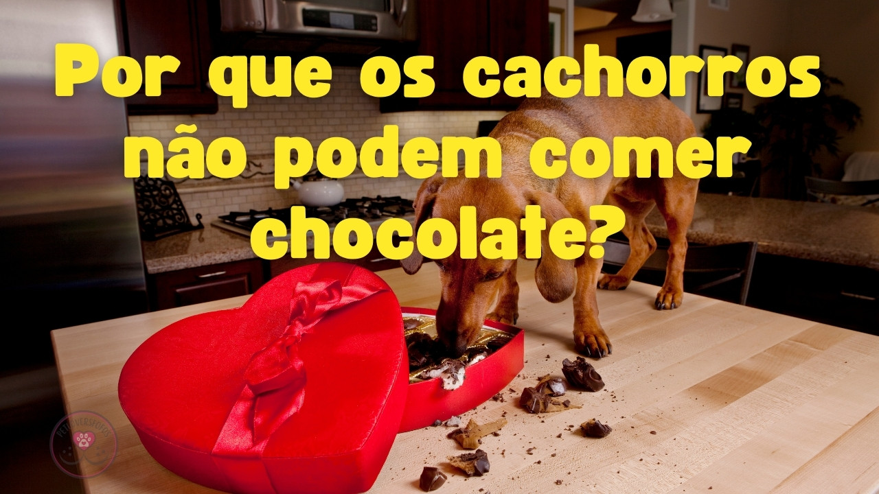 Por que os cachorros não podem comer chocolate - PetLoversFofos