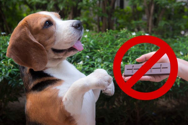 Teobromina é troxica para os cachorros - PetLoversFofos