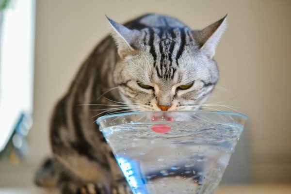 gato-tomando-agua-Petloversfofos