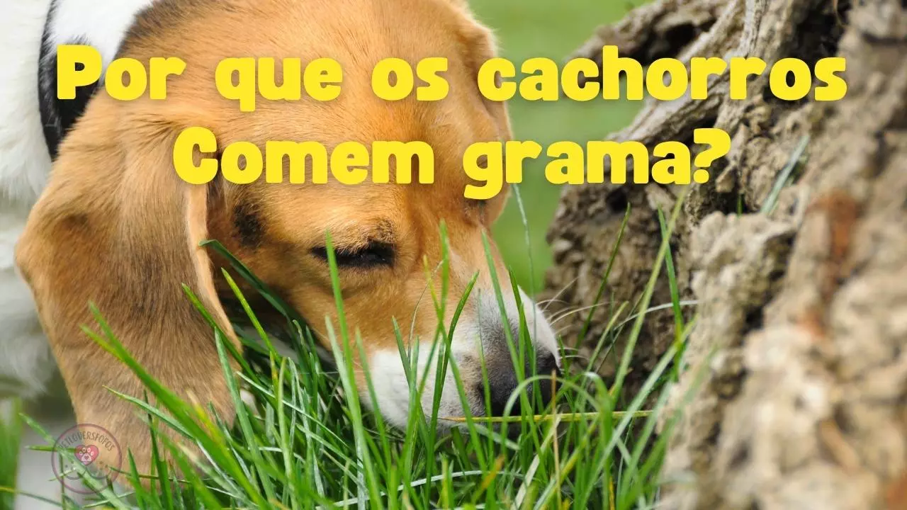 por-que-cachorros-comem-grama-petloversfofos