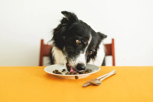 Alimentação Saudável para Cachorro - PetLoversFofos