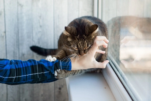 Lidando com as Mordidas e Arranhões do seu Gato Um Guia