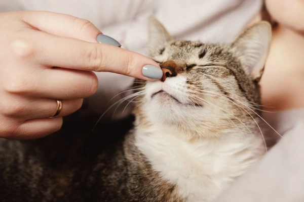 Lidando com as Mordidas e Arranhões do seu Gato Um Guia Veterinário - cuidados